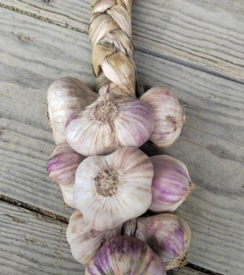 Ail violet en tresse