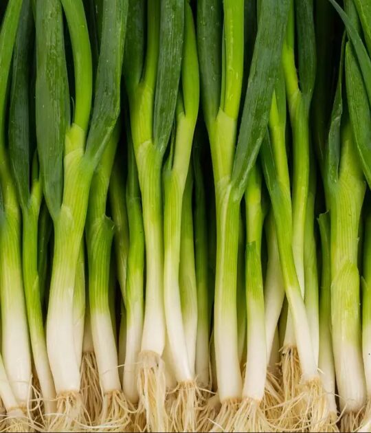 Herbes aromatiques
