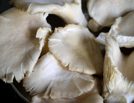 Champignon pleurotte