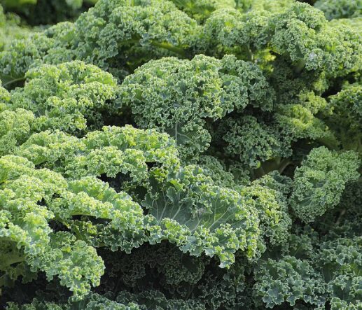 Choux kale