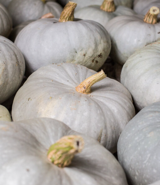 Courge bleue