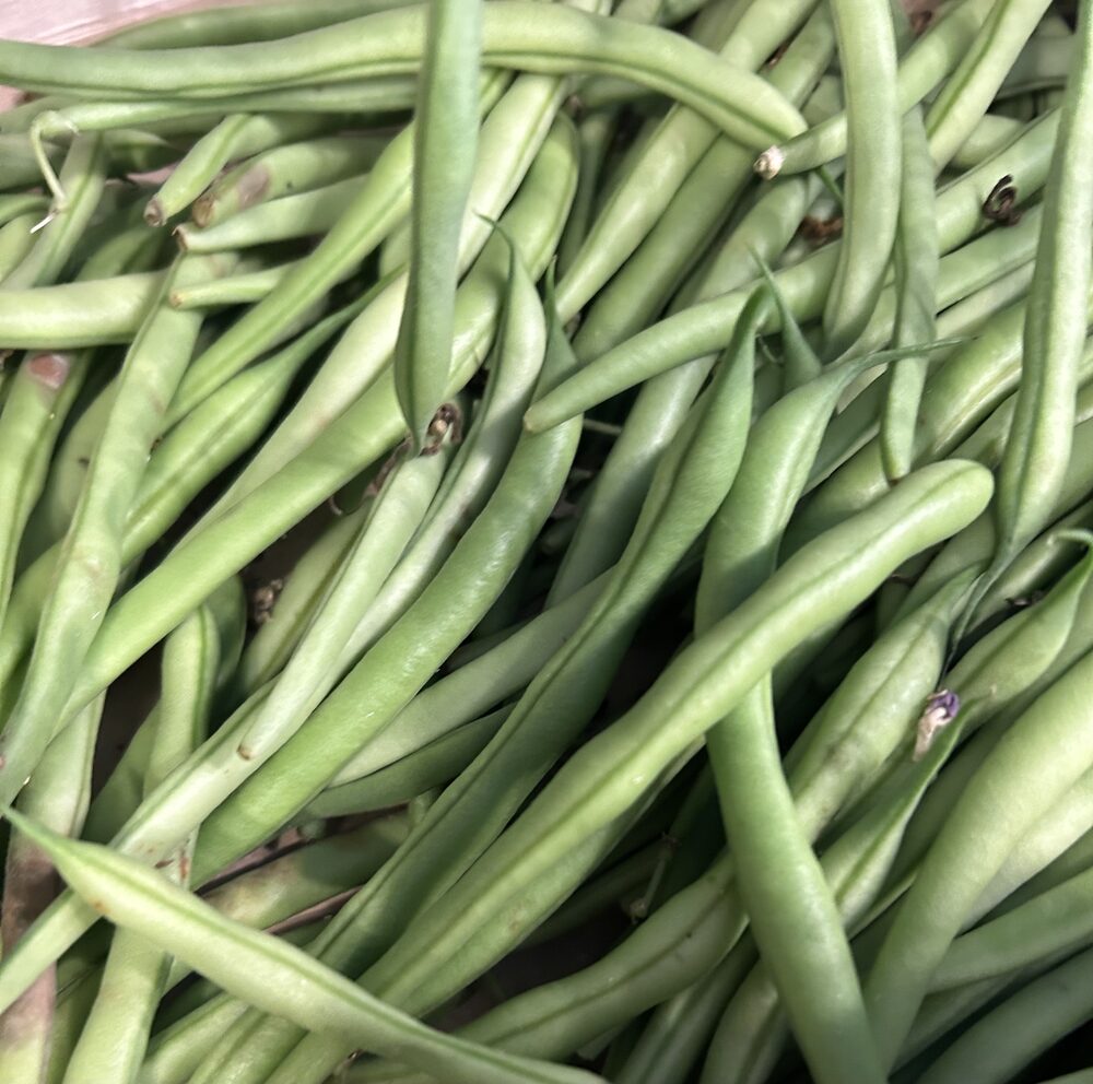 Haricot vert