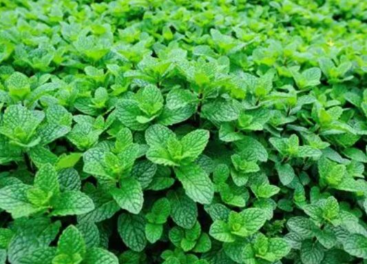 Menthe