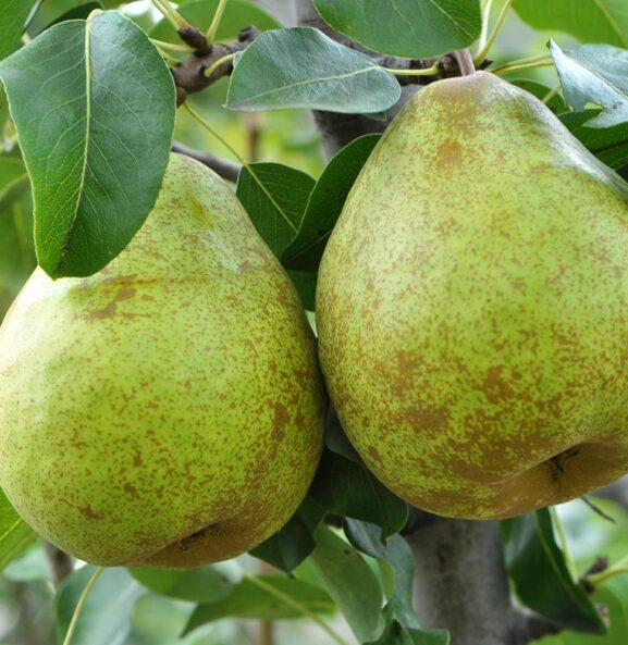 Poire divers