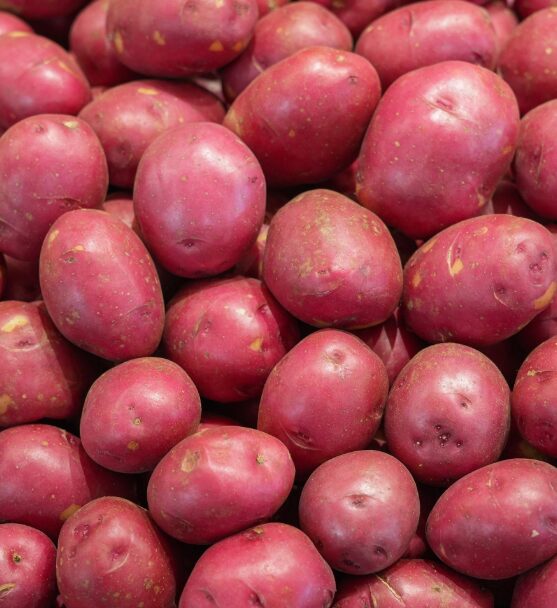 Pomme de terre rouge