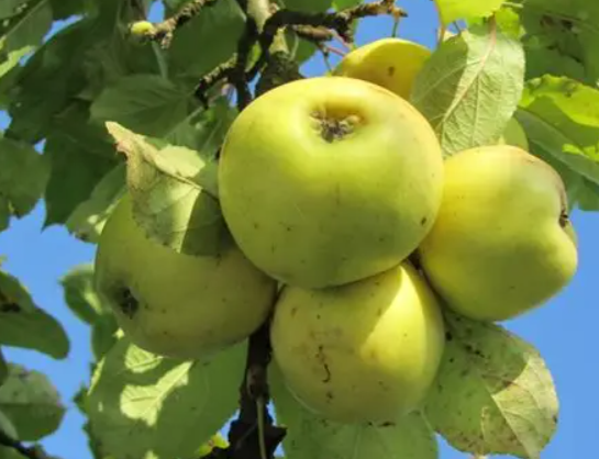 Pomme Dora