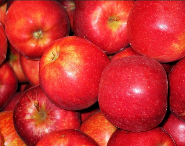 Pomme Gala