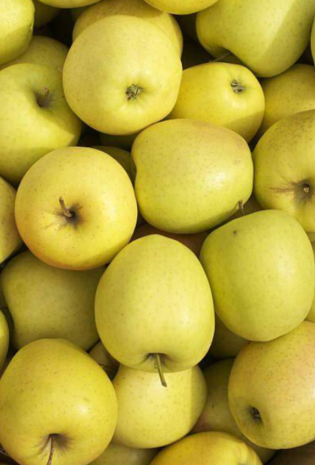 Pomme Golden