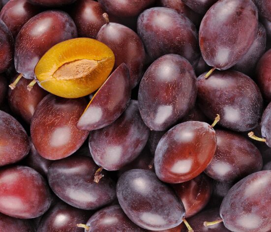 Prune quetsch