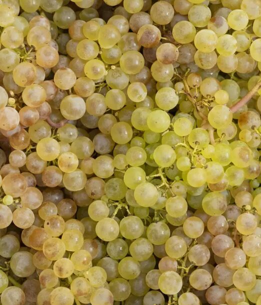 Raisin chasselas