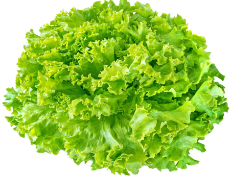 Salade Batavia