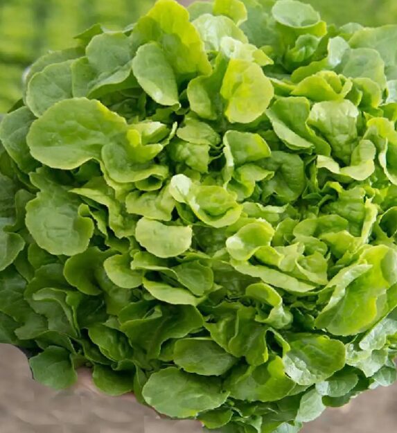 Salade Chêne verte