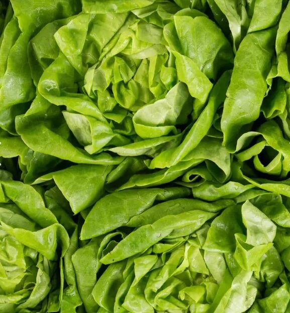 Salade laitue verte