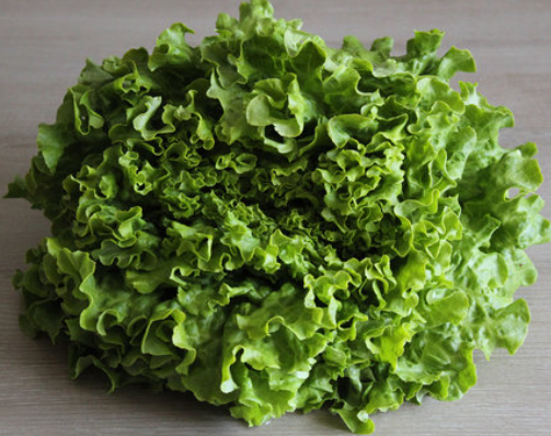 Salade Scarolle