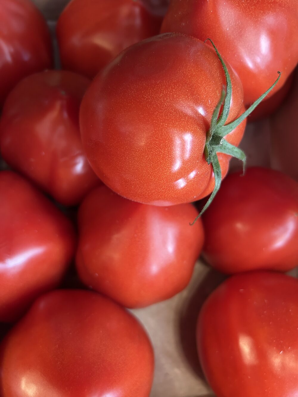 Tomate ancienne (Cœur de bœuf ronde)