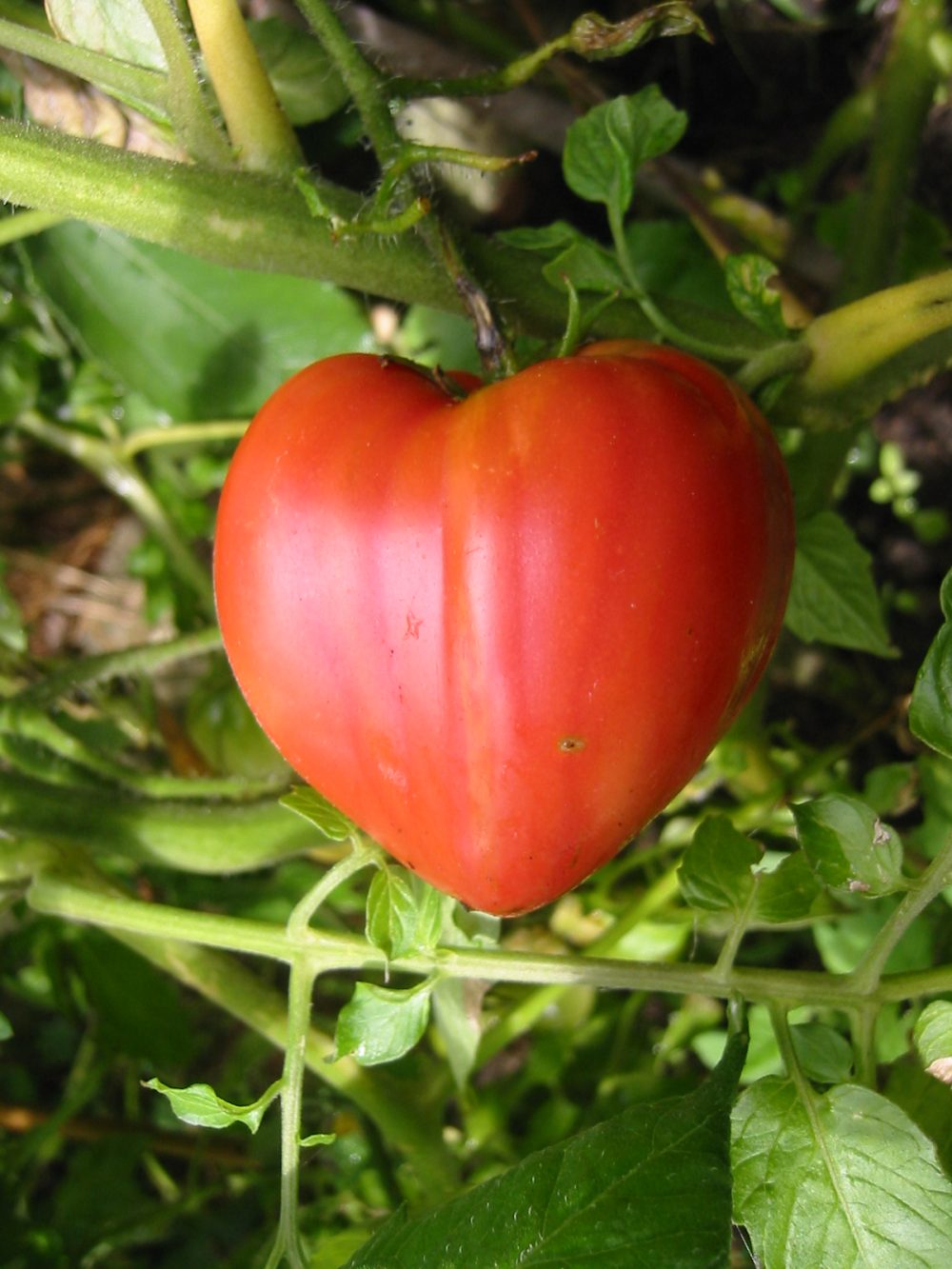 Tomate ancienne (Charnue bœuf)