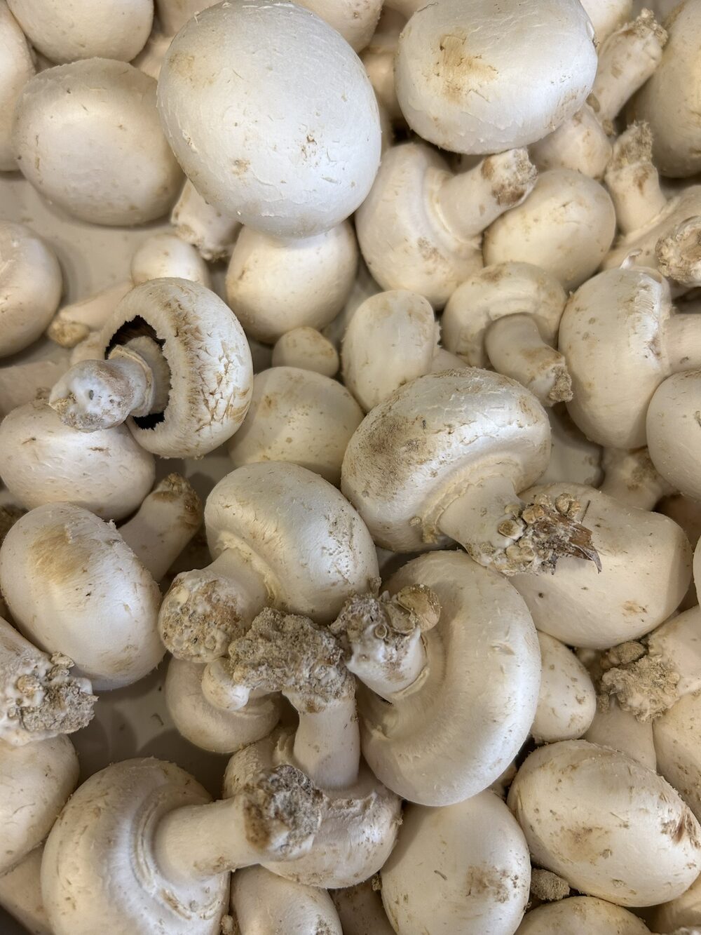 Champignon de Paris blanc