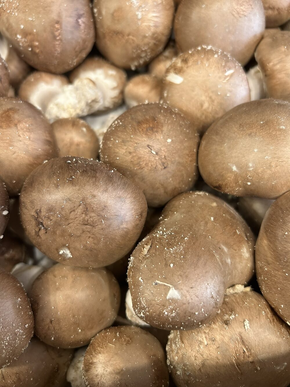 Champignon de Paris brun