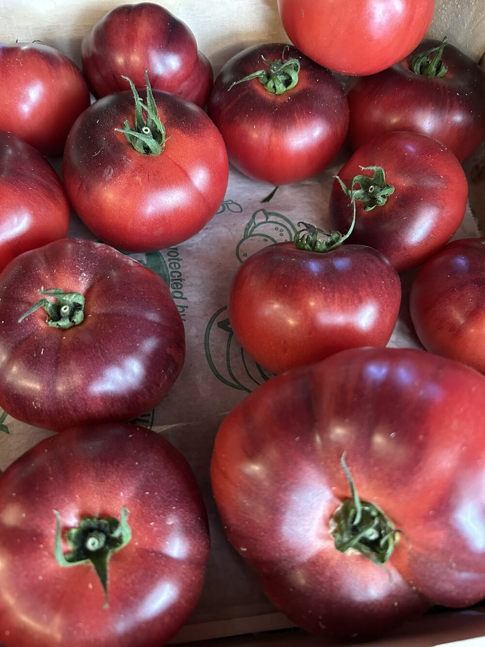 Tomate ancienne (bleue)